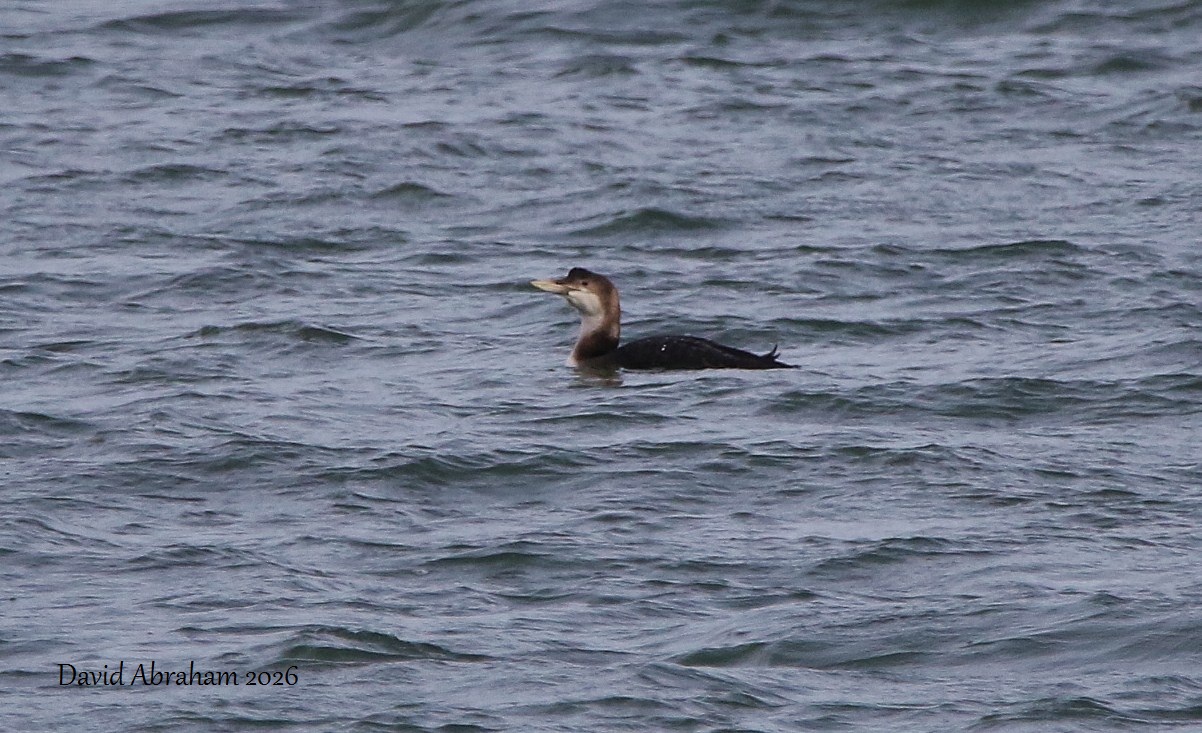 White-billed Diver