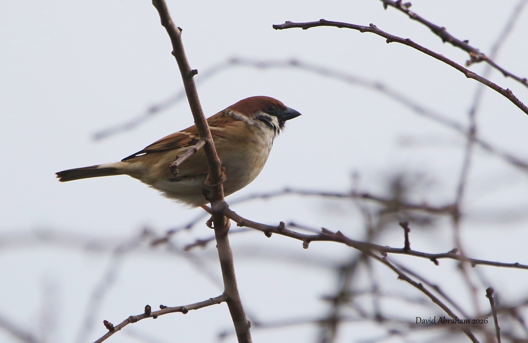Tree Sparrow 
