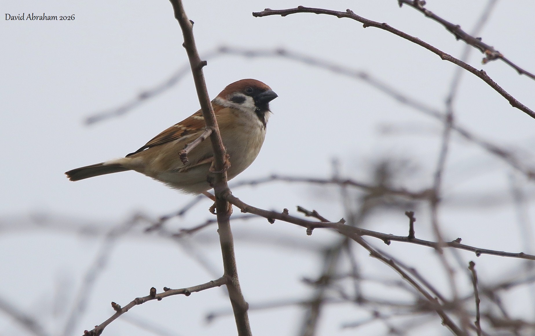 Tree Sparrow
