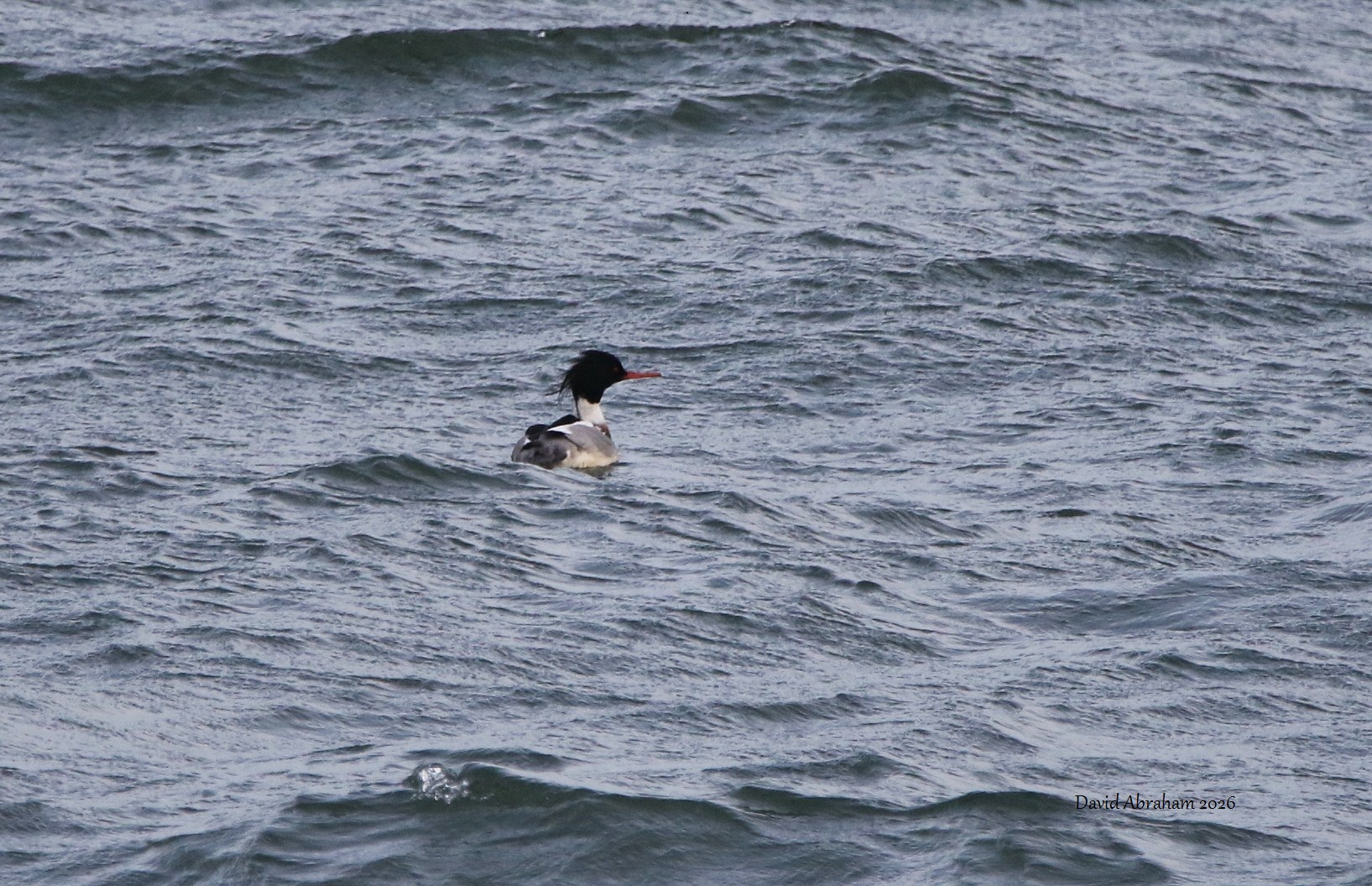 Red-breasted Merganser