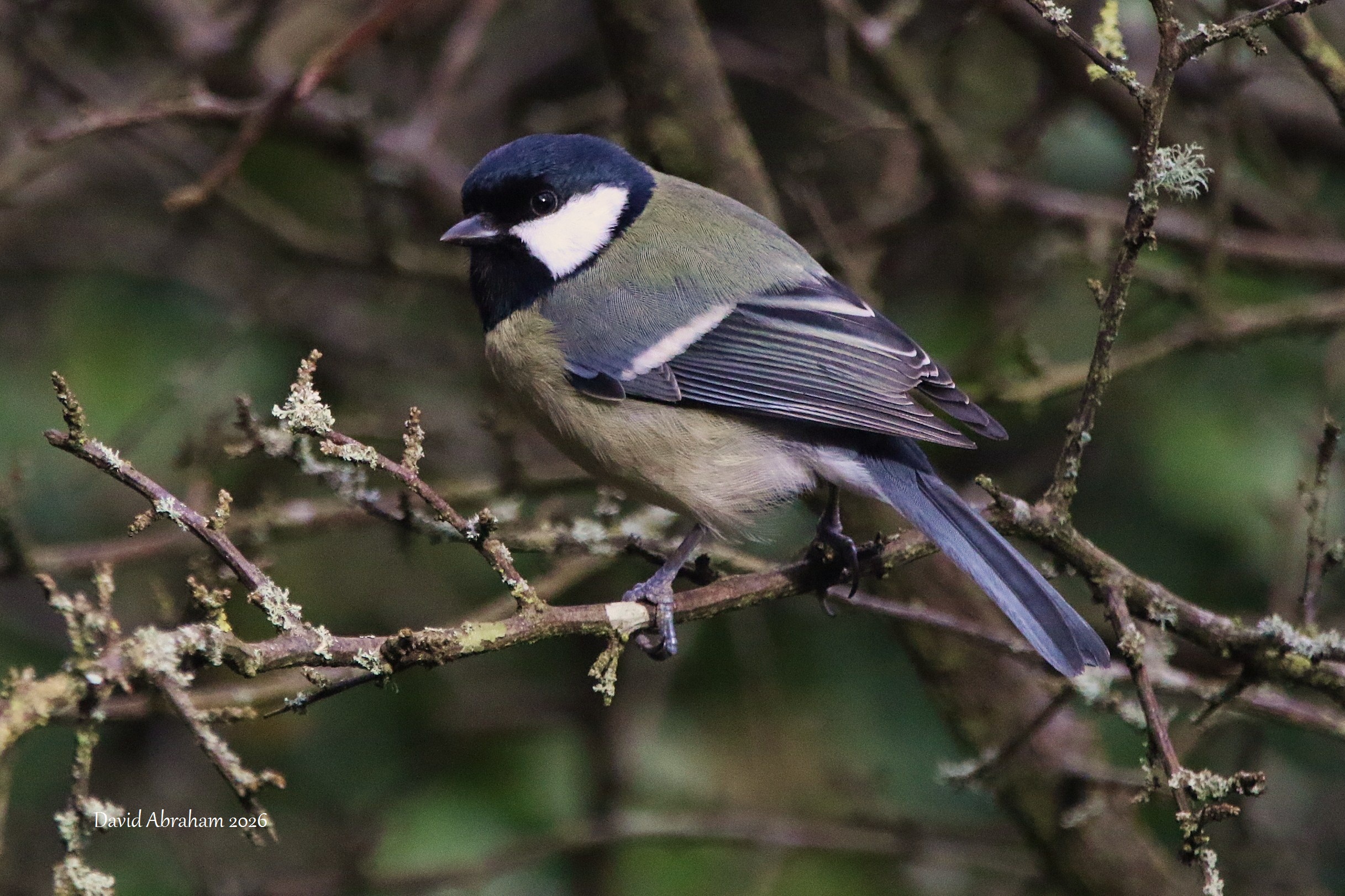 Great Tit 