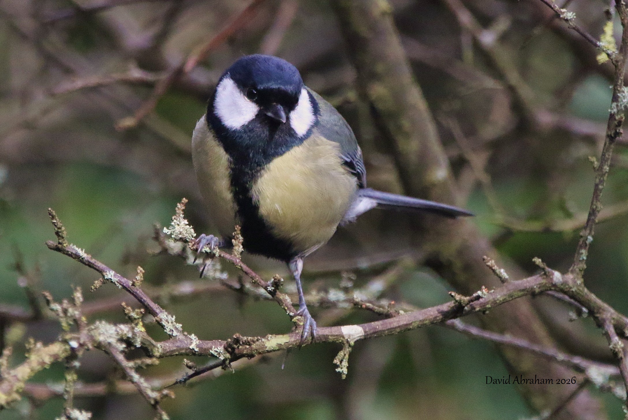 Great Tit 
