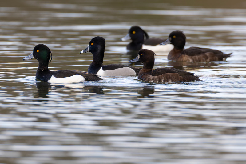 Ring-necked Duck