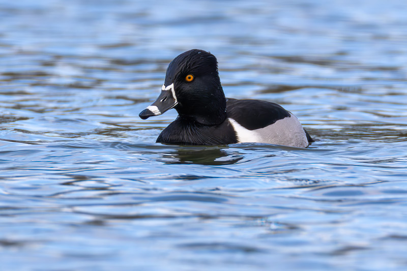 Ring-necked Duck