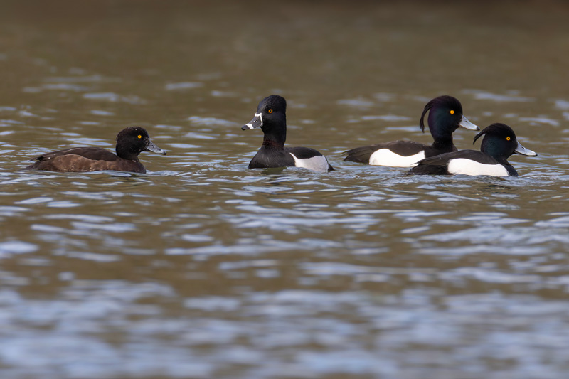 Ring-necked Duck