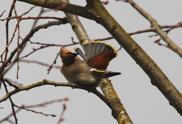Waxwing