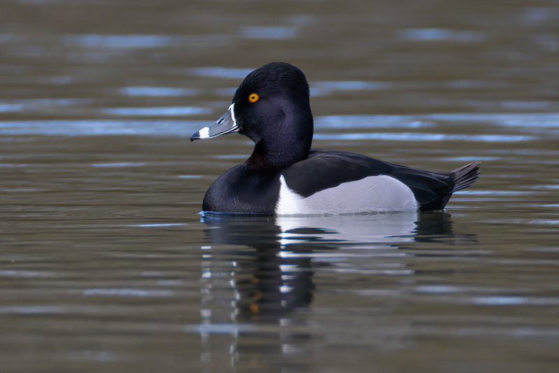 Ring-necked Duck