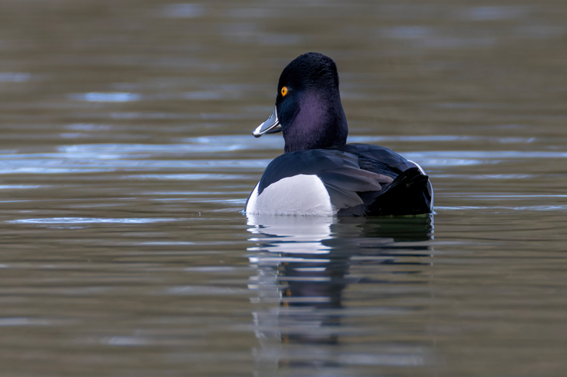 Ring-necked Duck