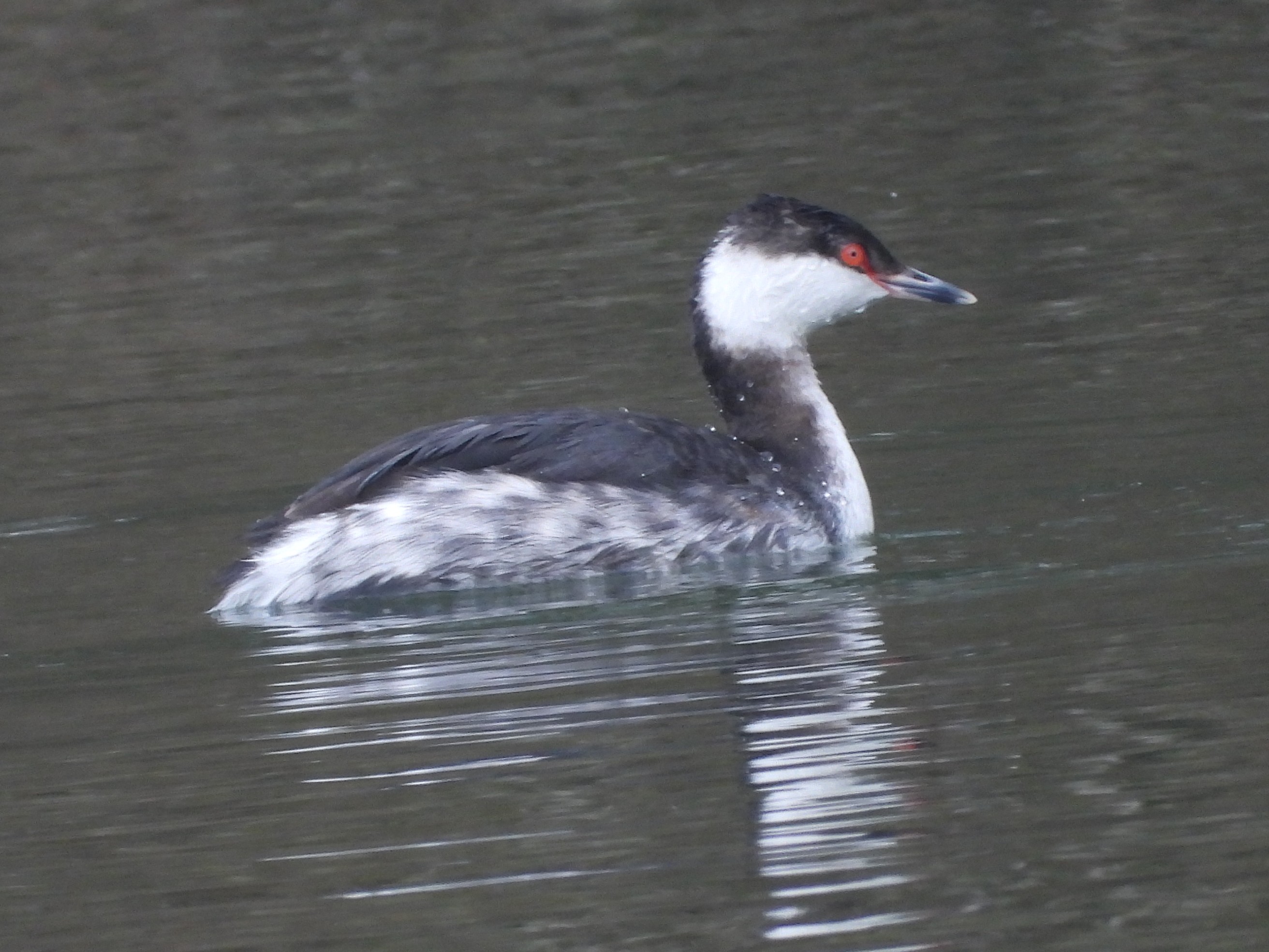 Slavonian Grebe