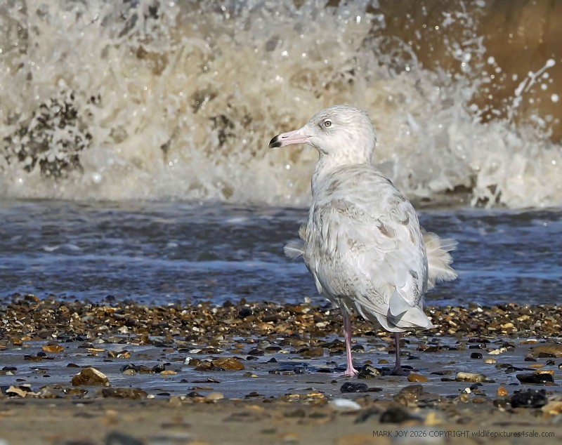 Glaucous Gull