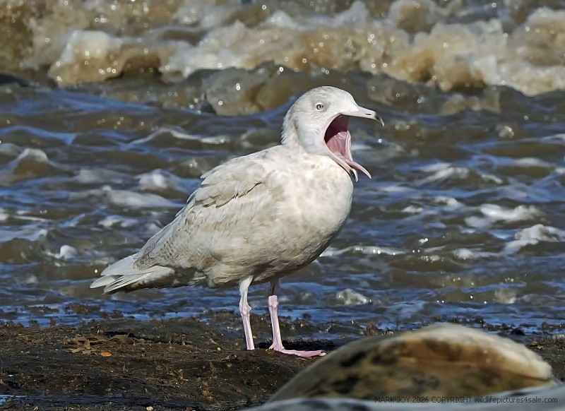 Glaucous Gull