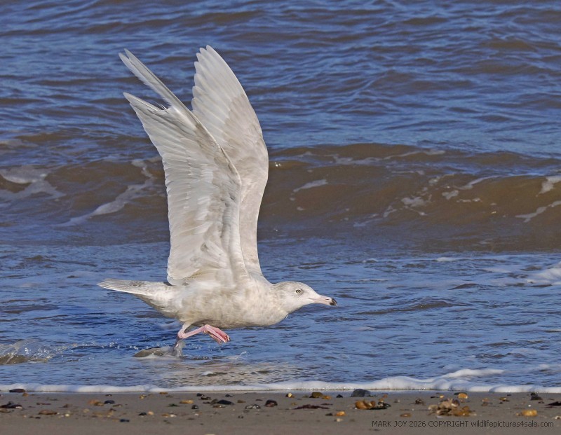 Glaucous Gull
