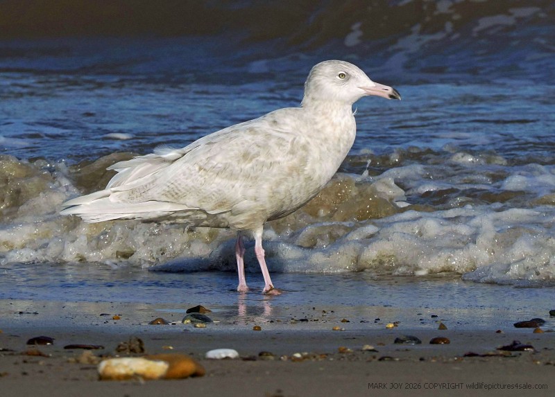 Glaucous Gull