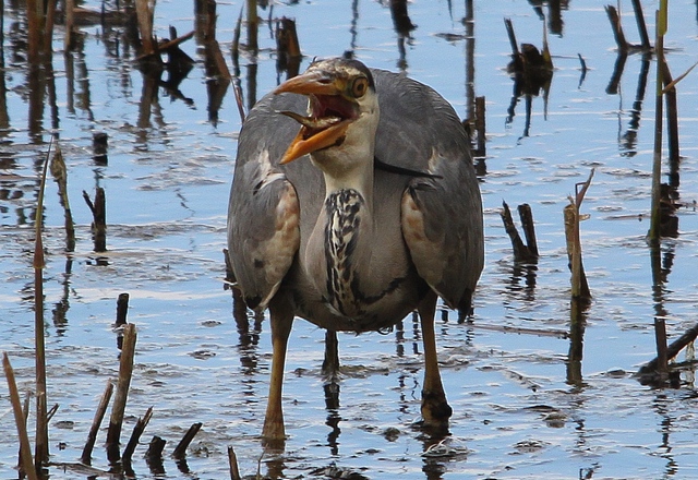Grey Heron