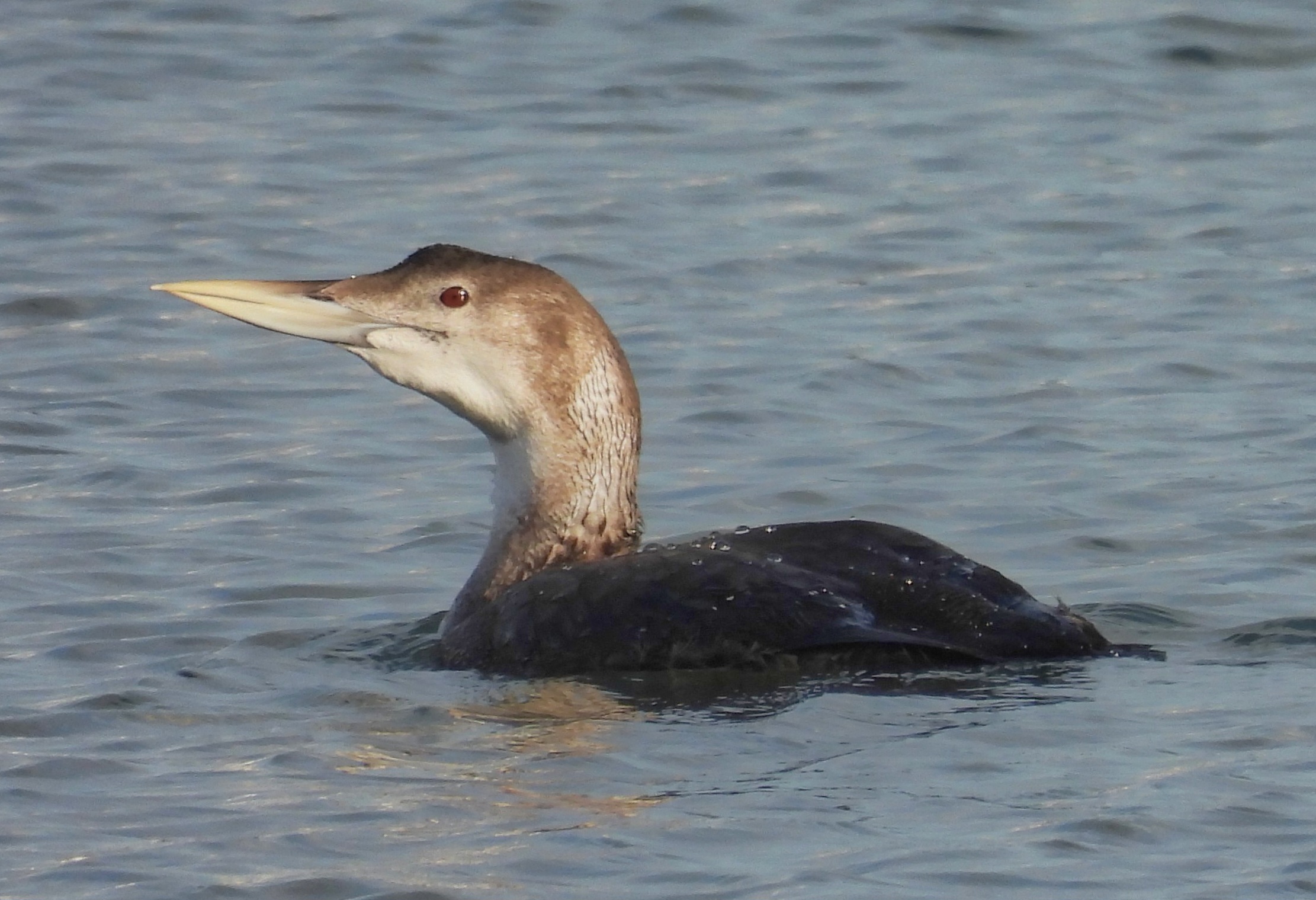 White-billed Diver