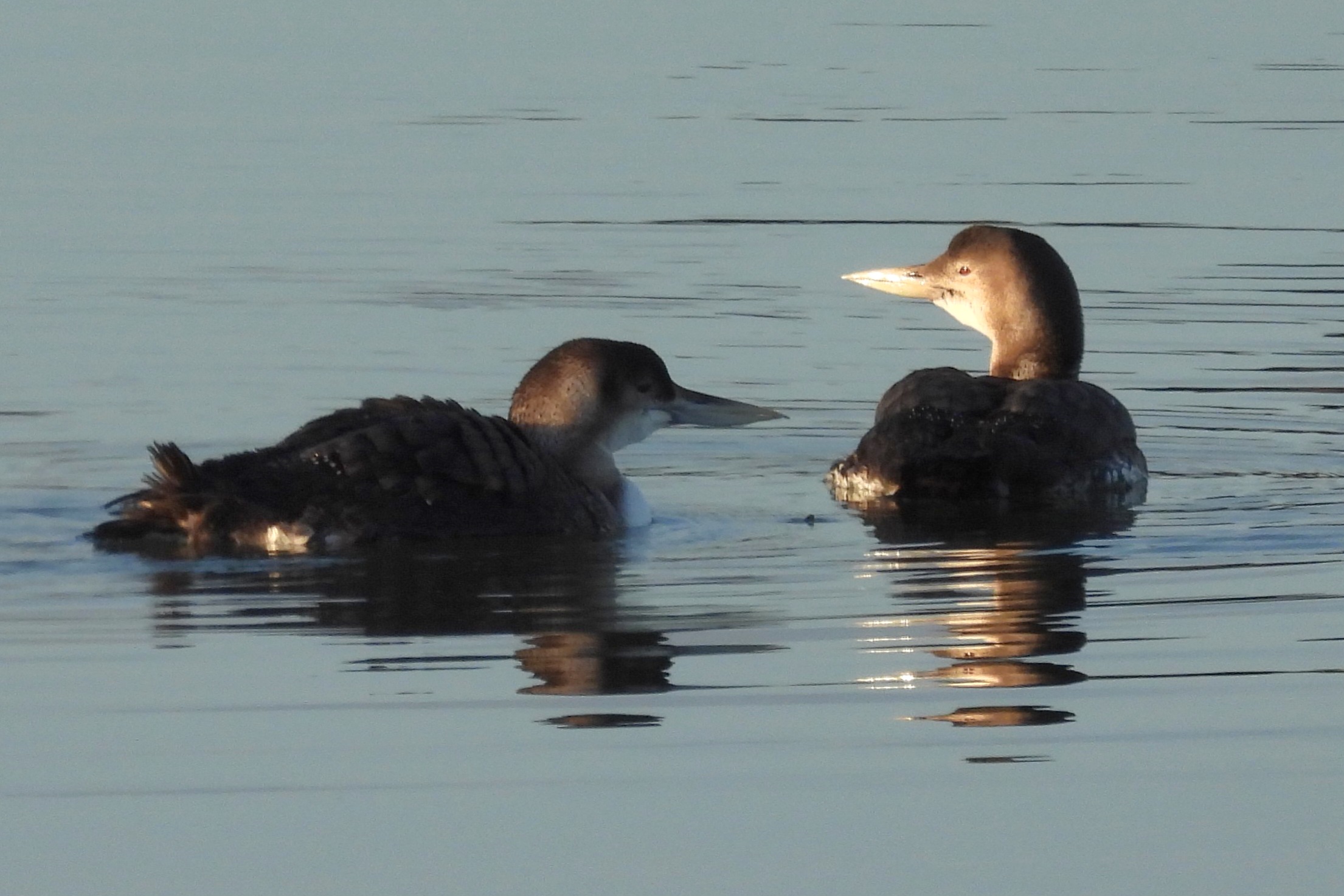 White-billed Divers
