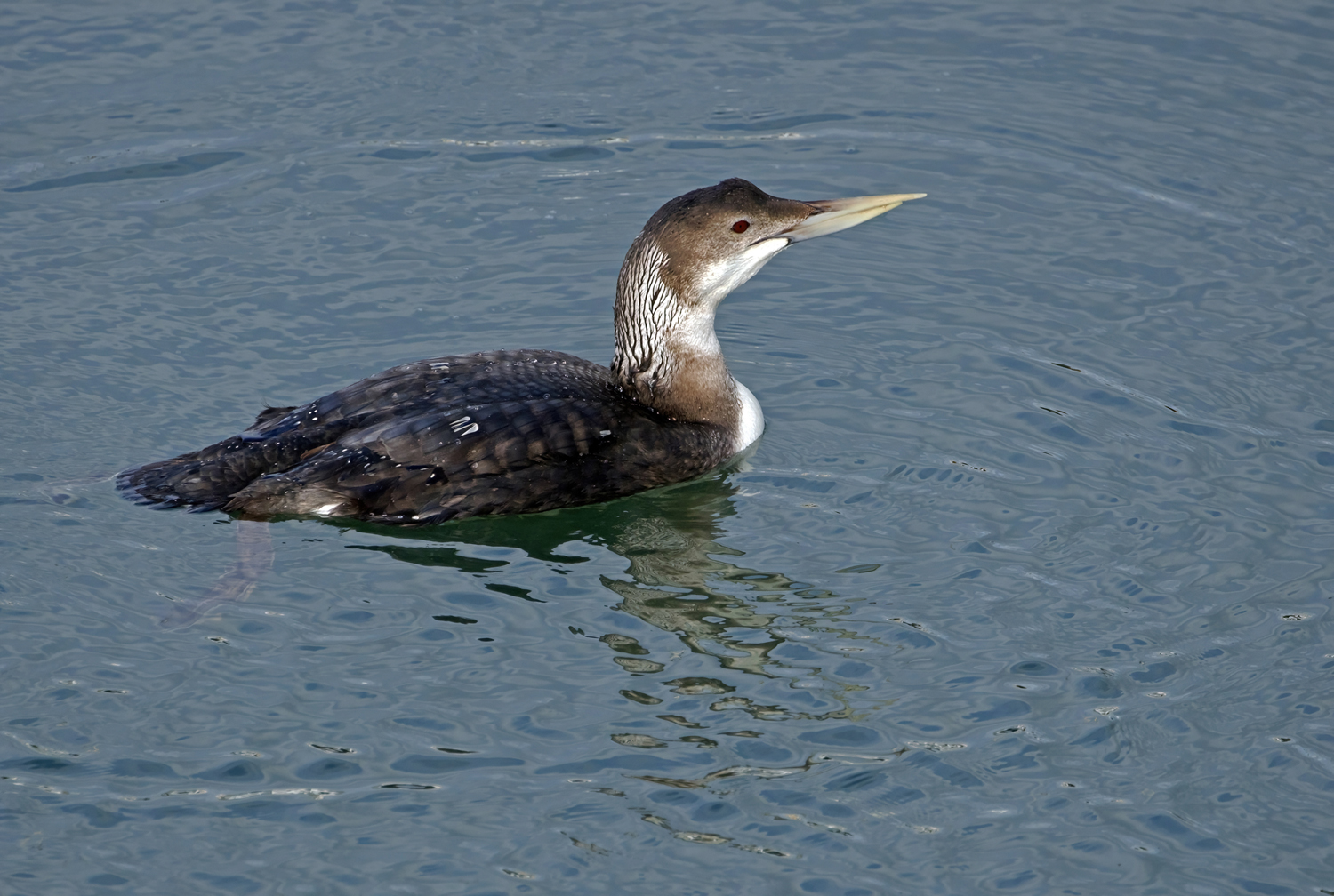 White-billed Diver