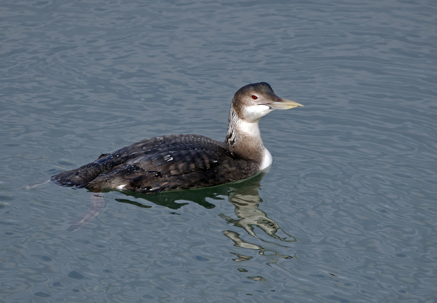 White-billed Diver