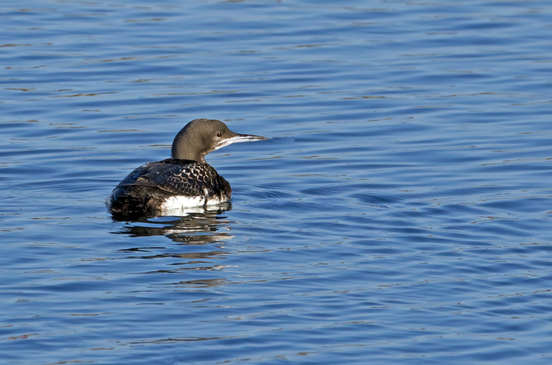 Black-throated Diver