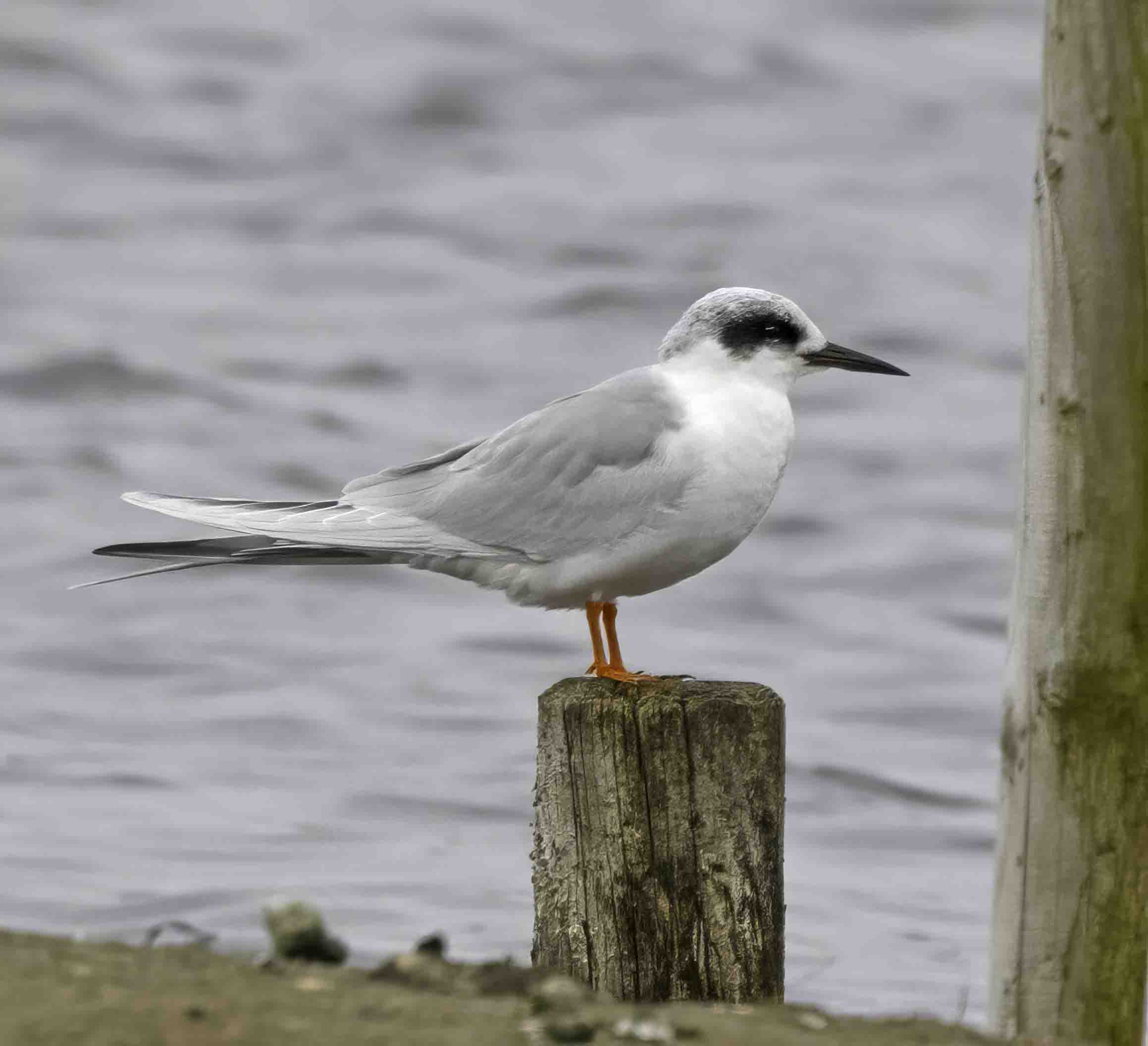 Forster's Tern