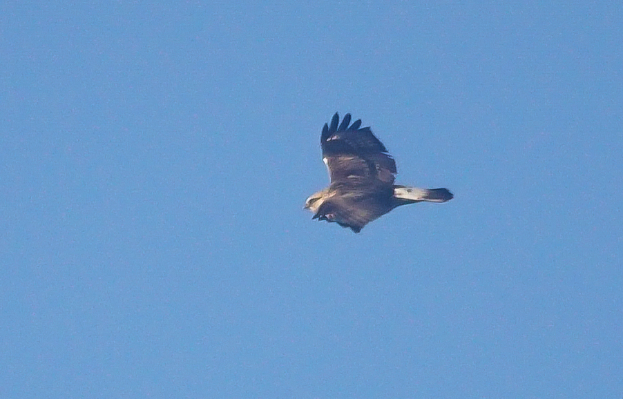 Rough-legged Buzzard