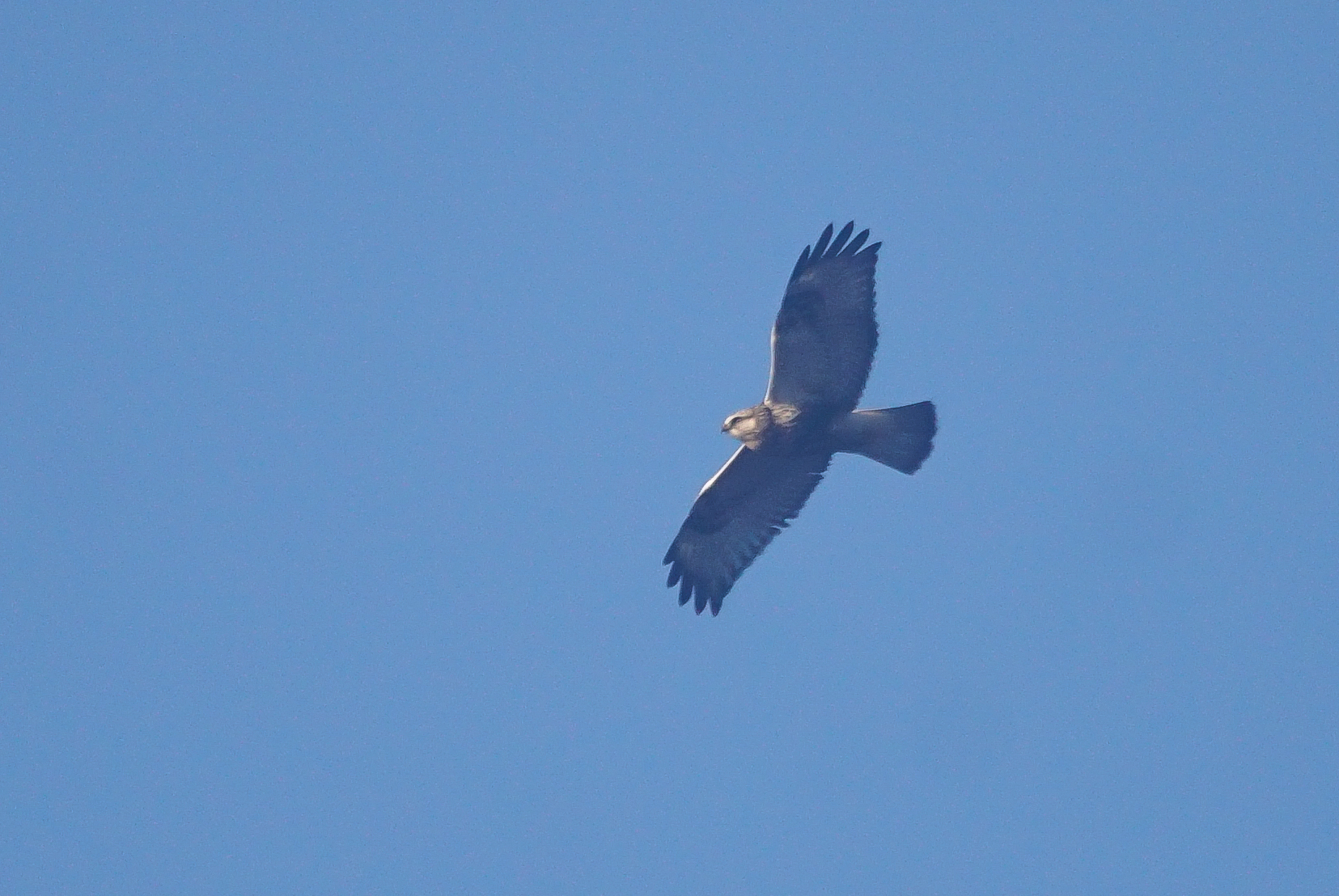 Rough-legged Buzzard
