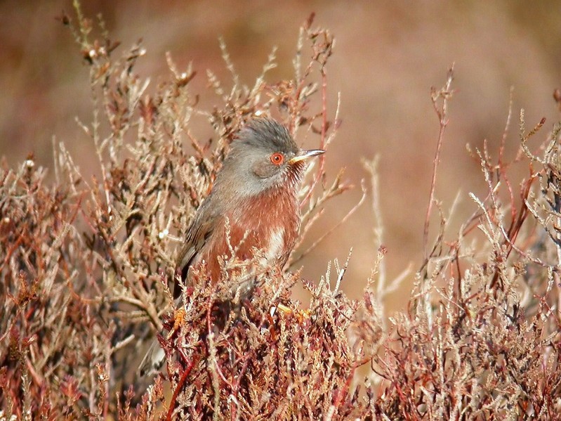 Dartford Warbler
