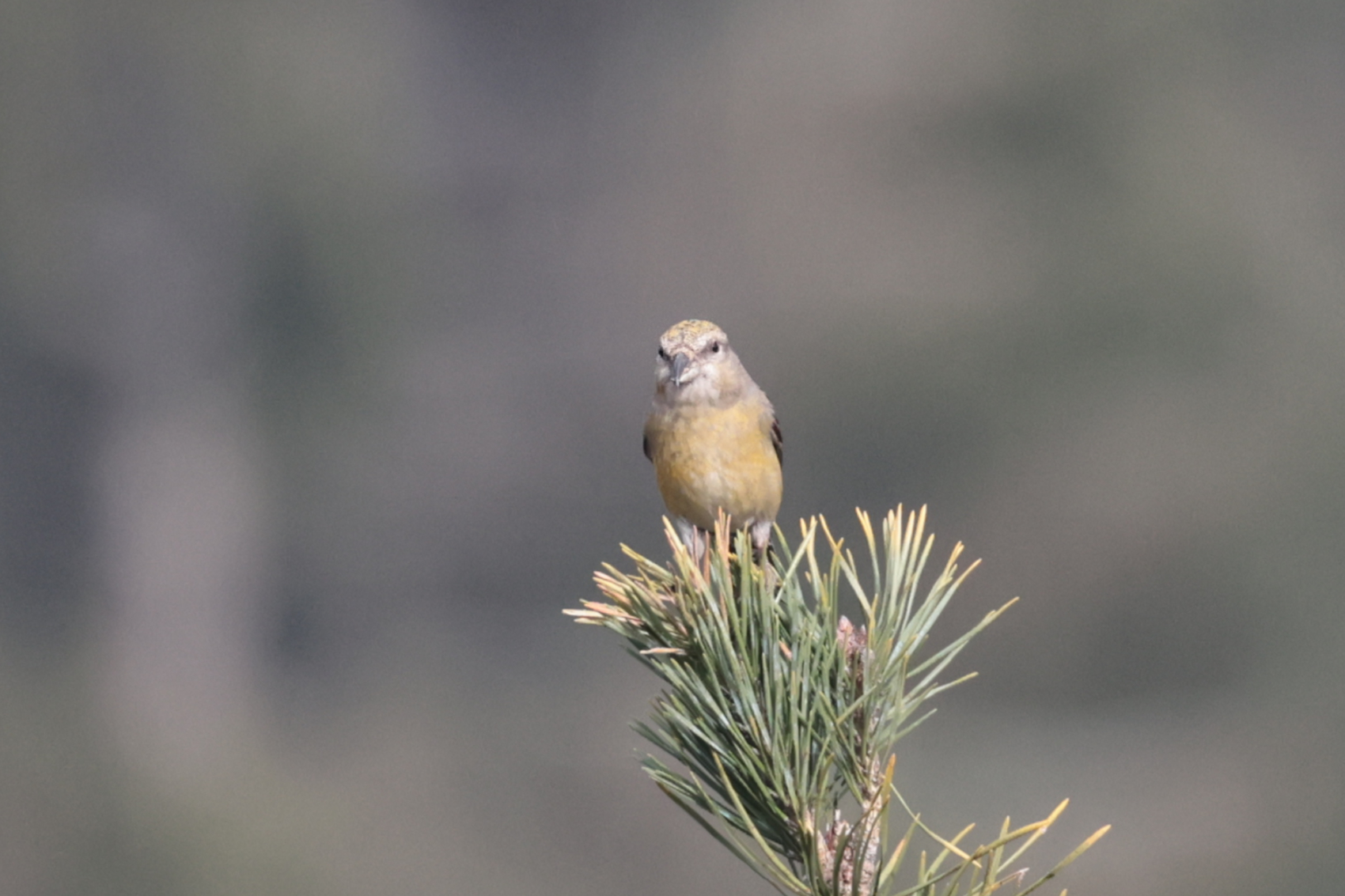 Crossbill