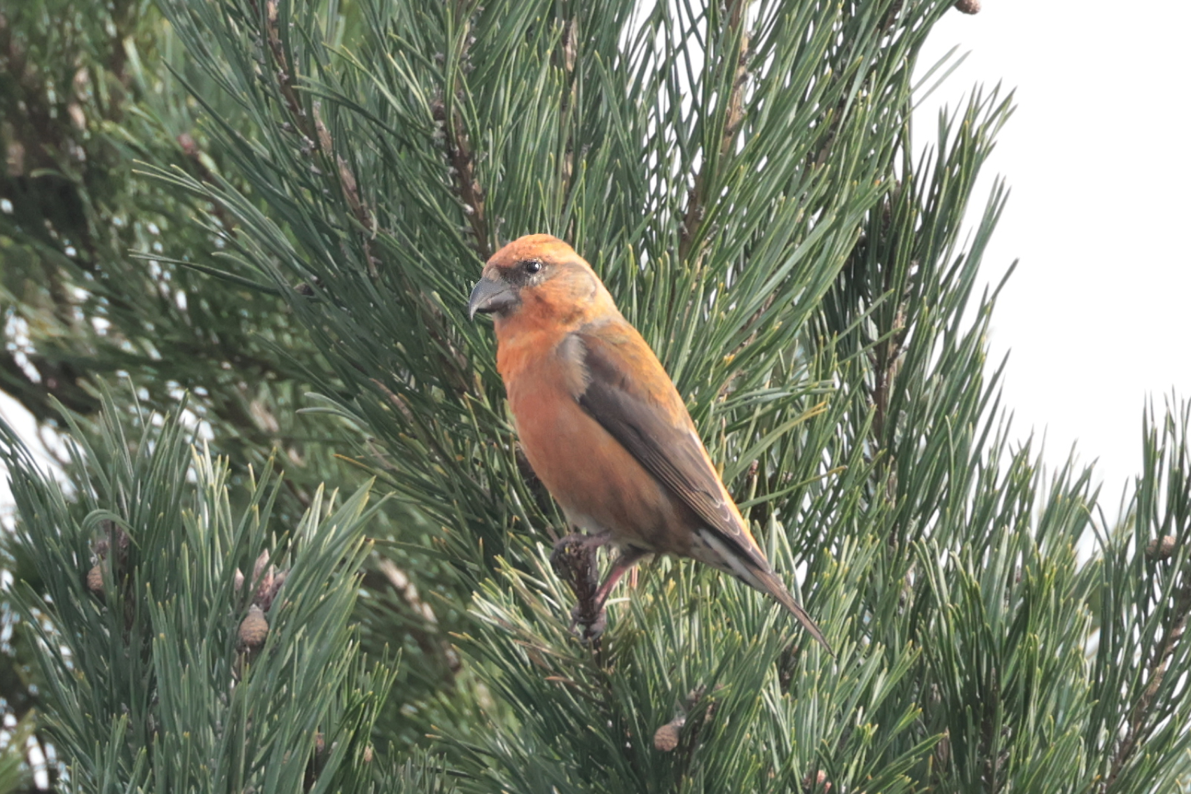 Crossbill
