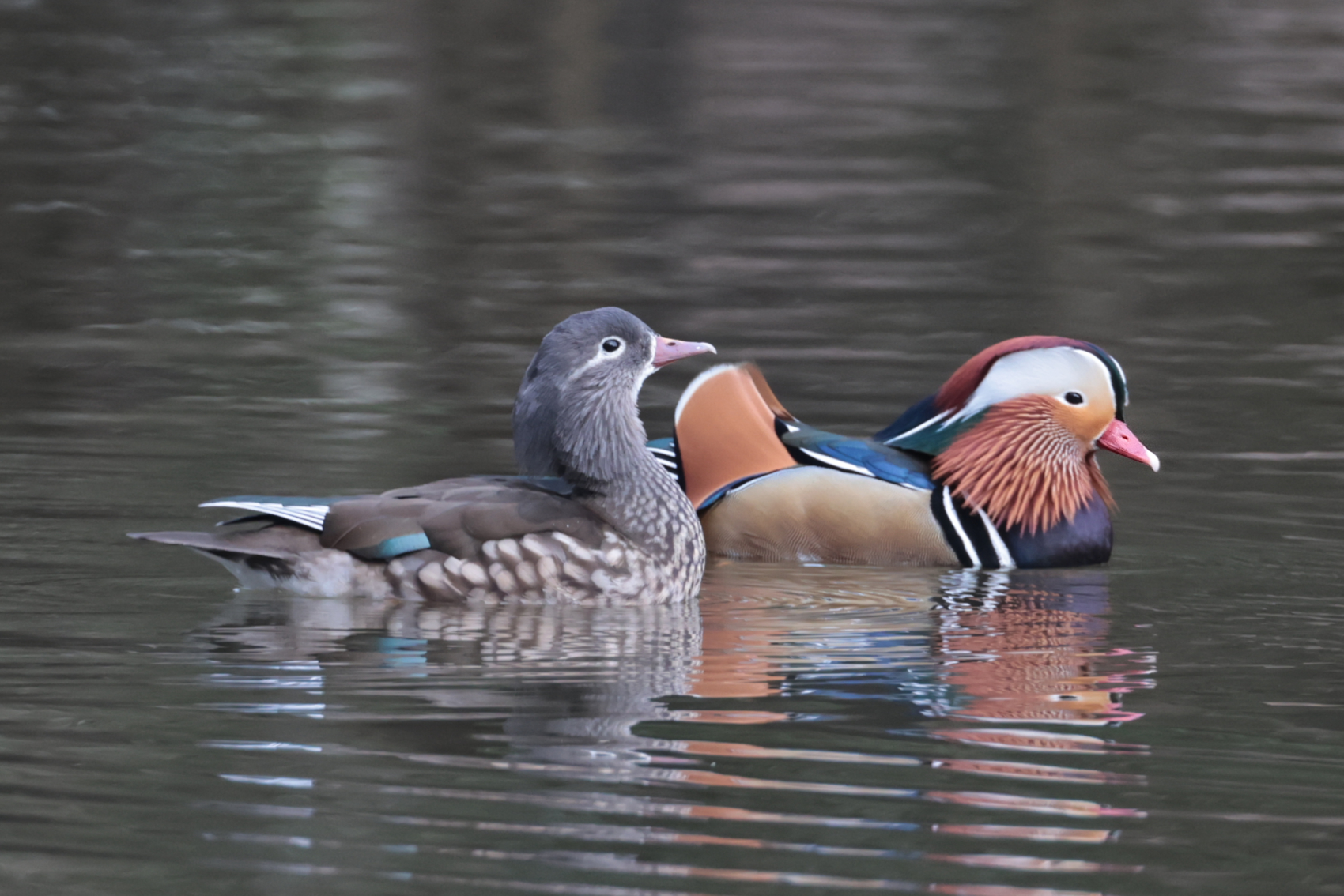 Mandarin Duck