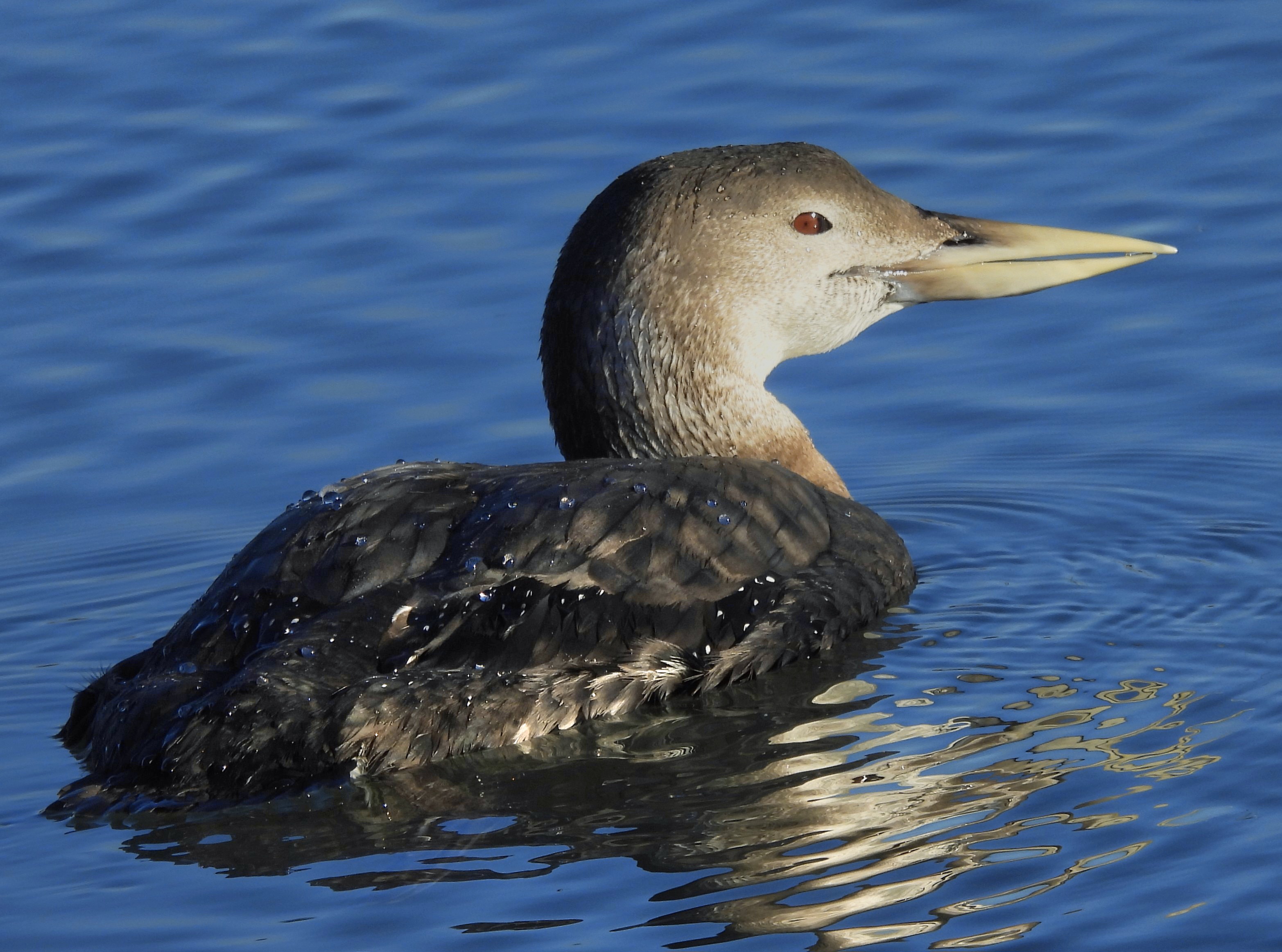 White-billed Diver