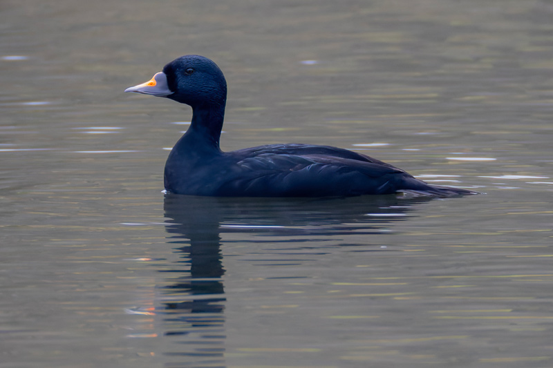 Common Scoter
