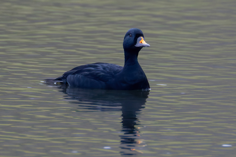 Common Scoter