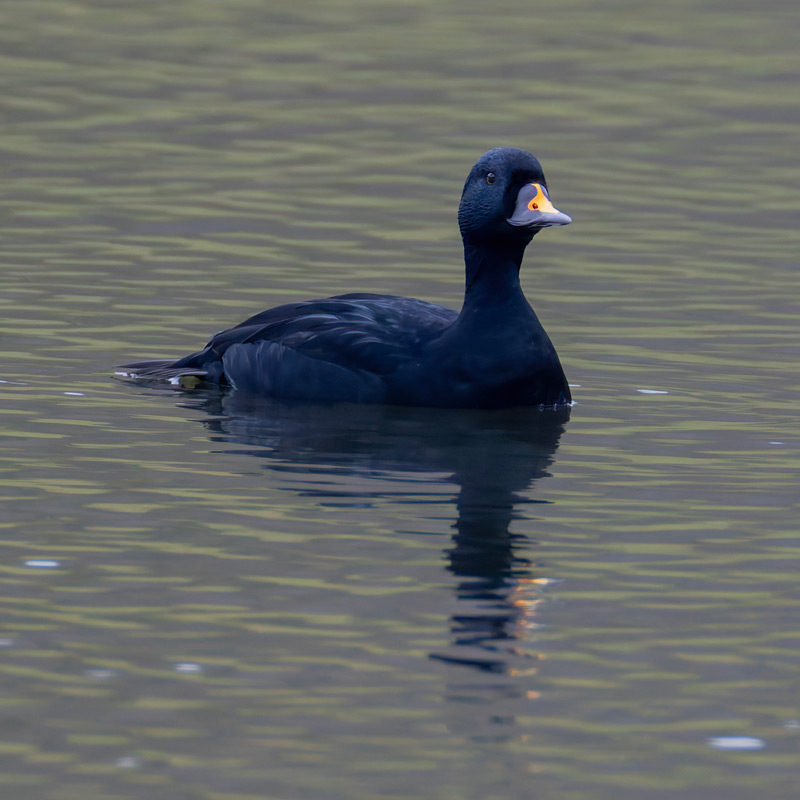 Common Scoter