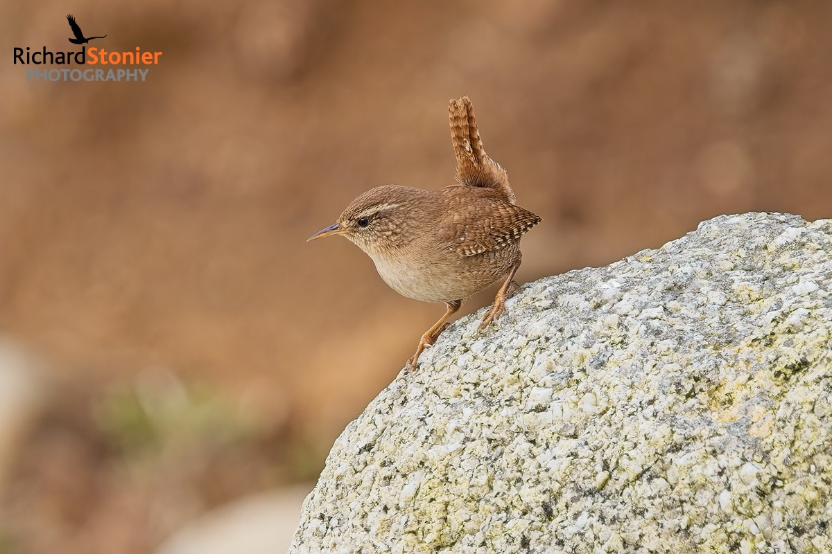 Wren