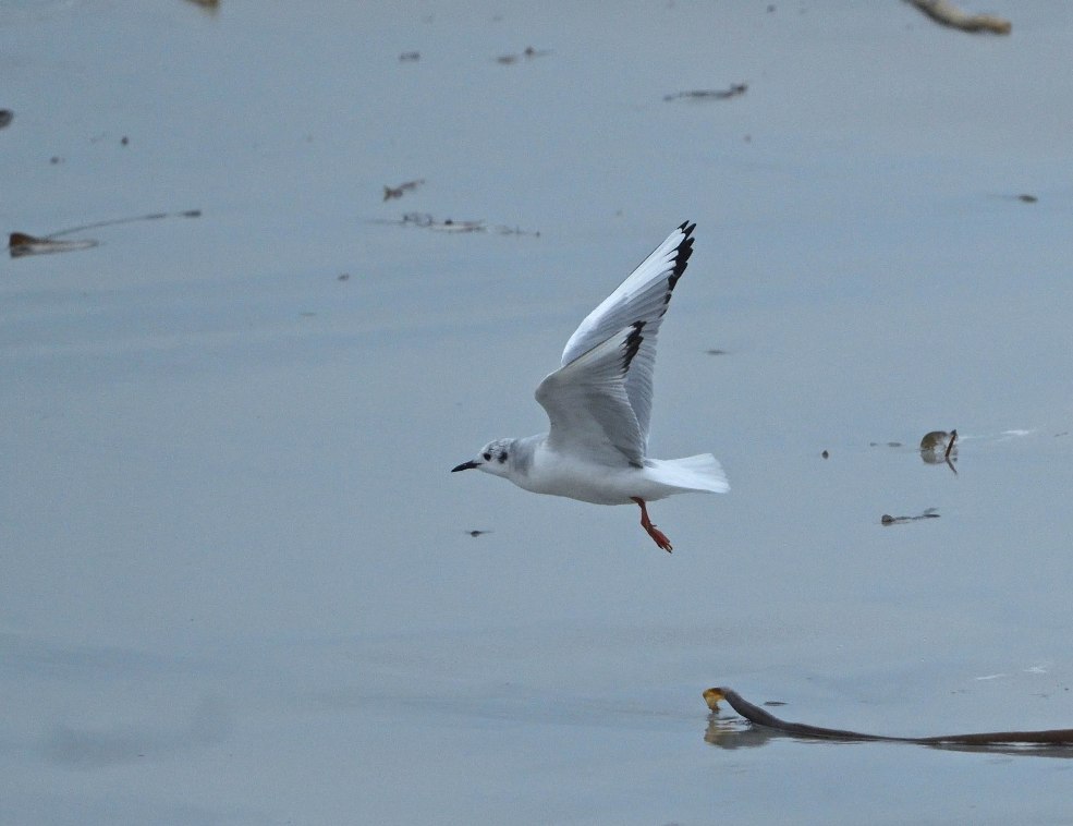 Bonaparte's Gull