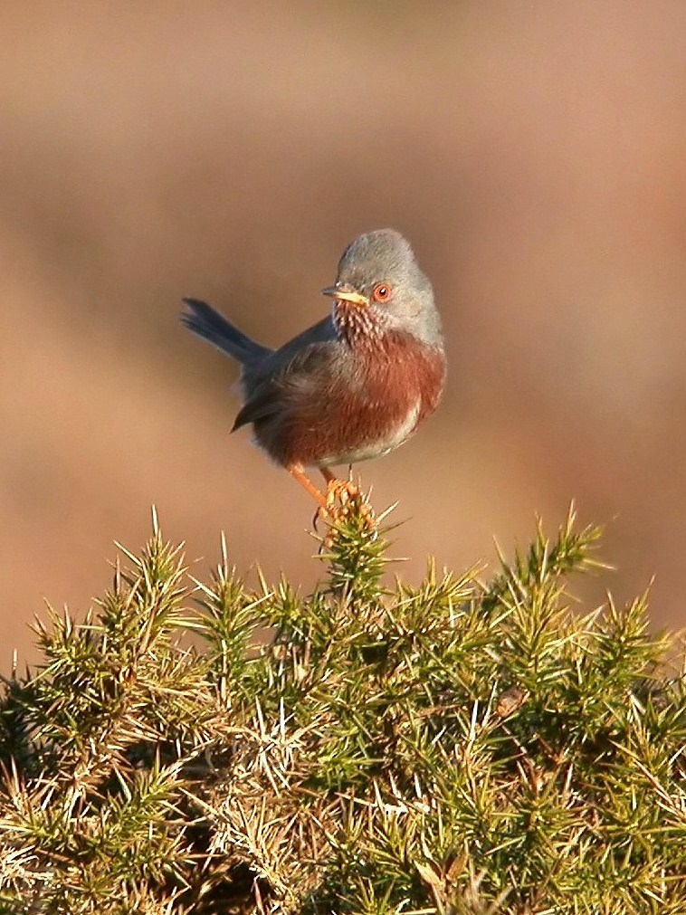 Dartford Warbler