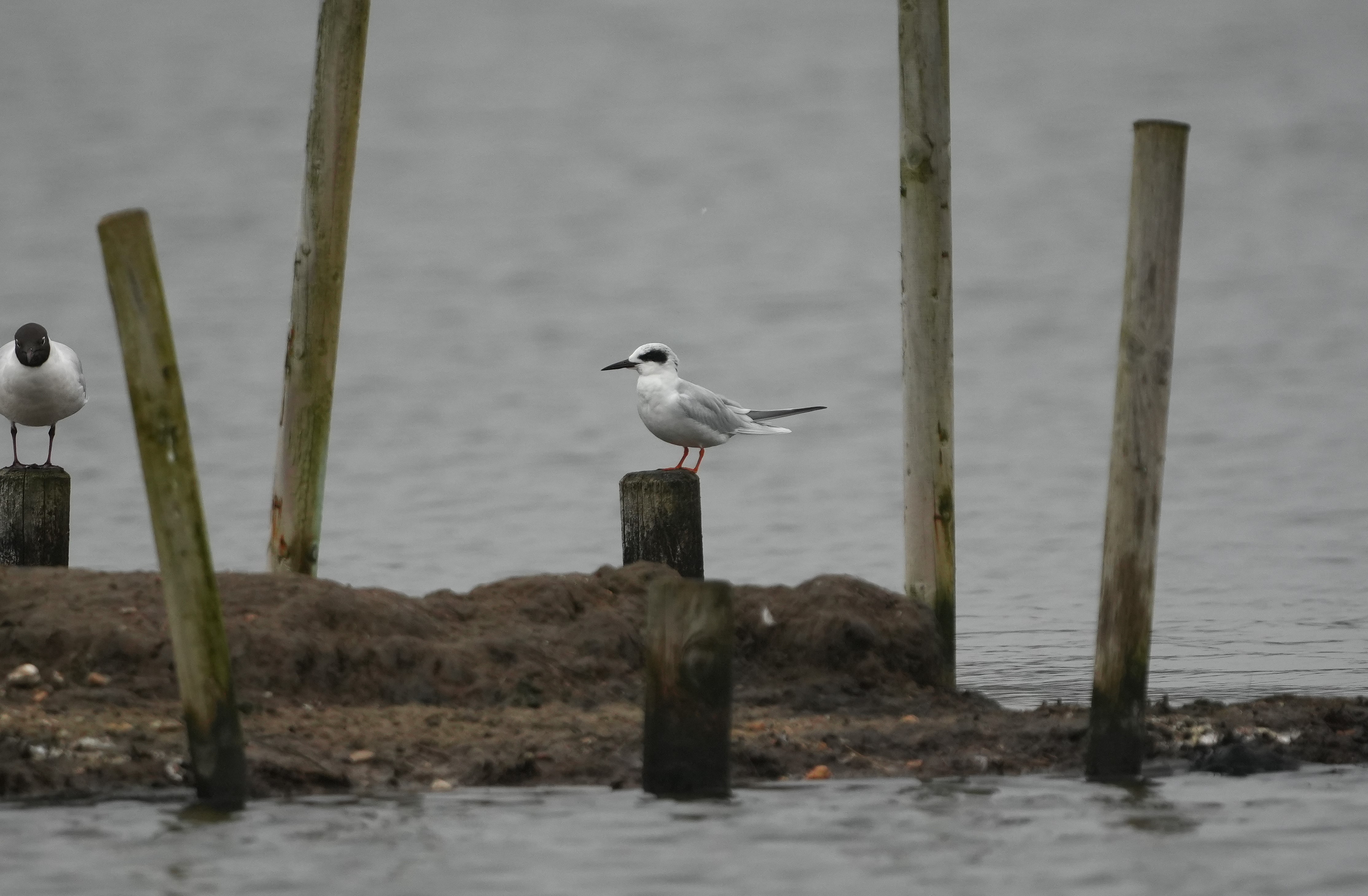 Forster's Tern