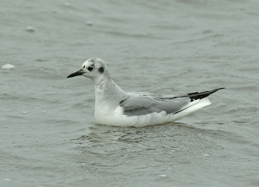 Bonaparte's Gull