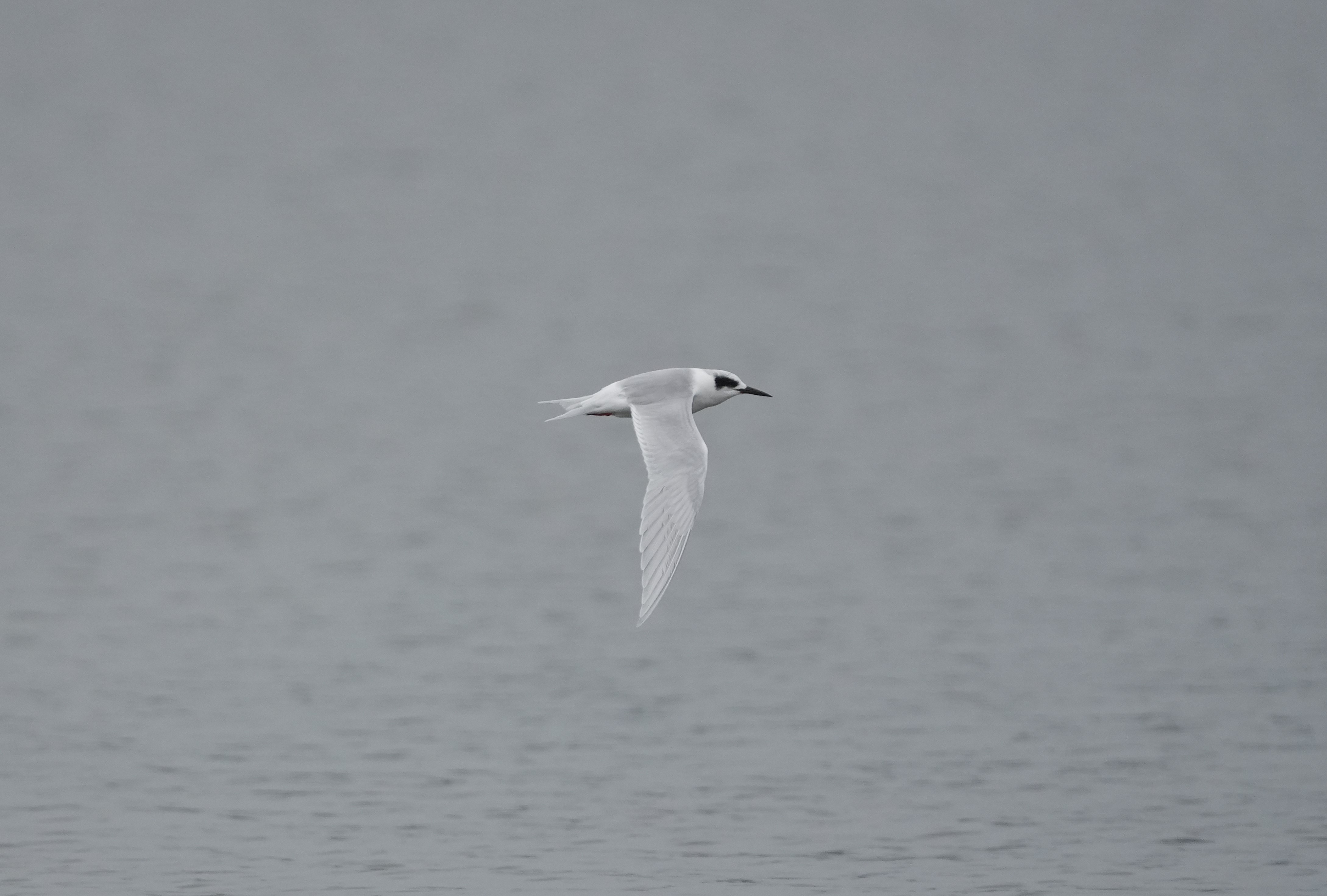 Forster's Tern