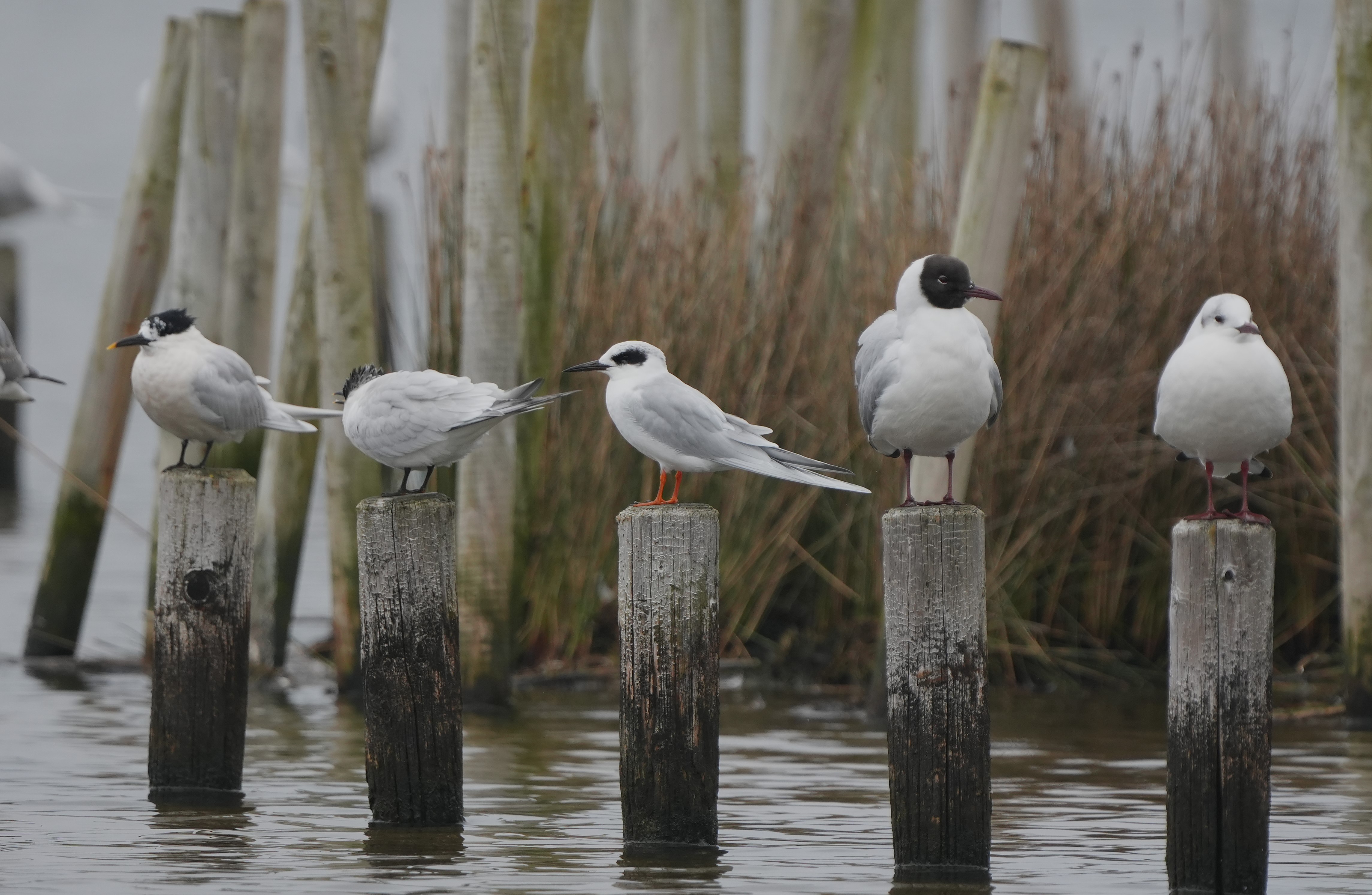 Forster's Tern