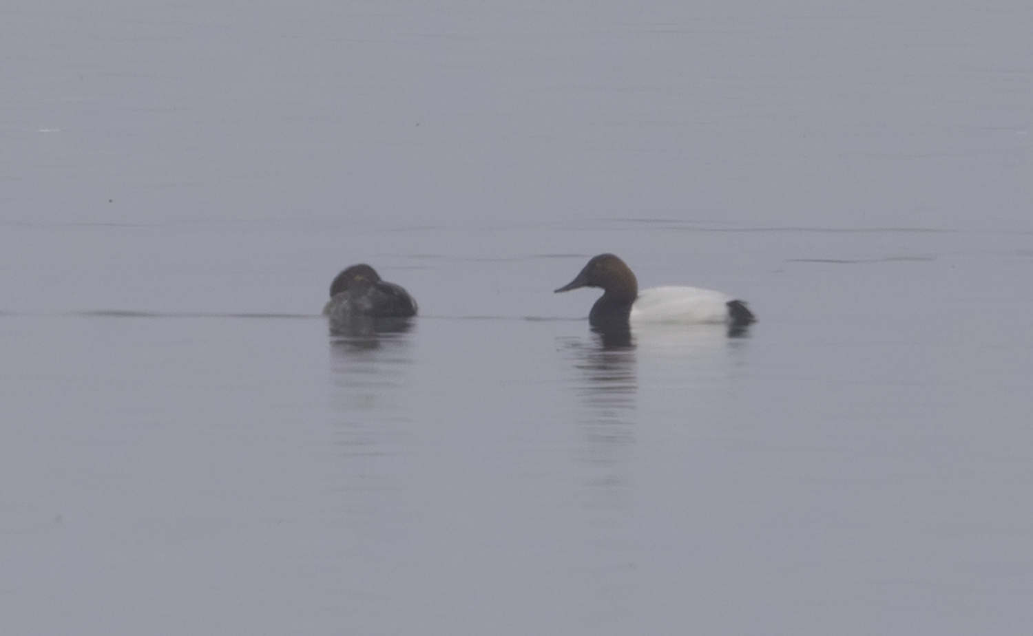 Canvasback