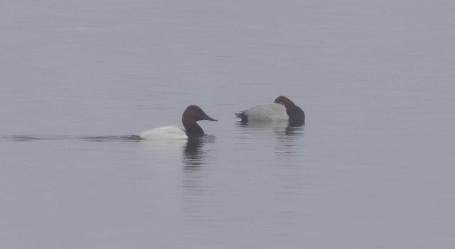 Canvasback