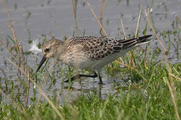 Baird's Sandpiper
