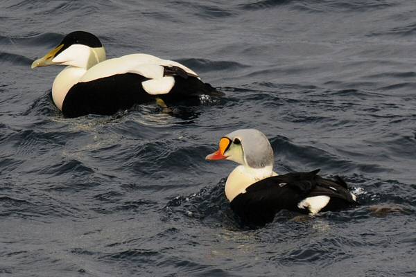 King Eider