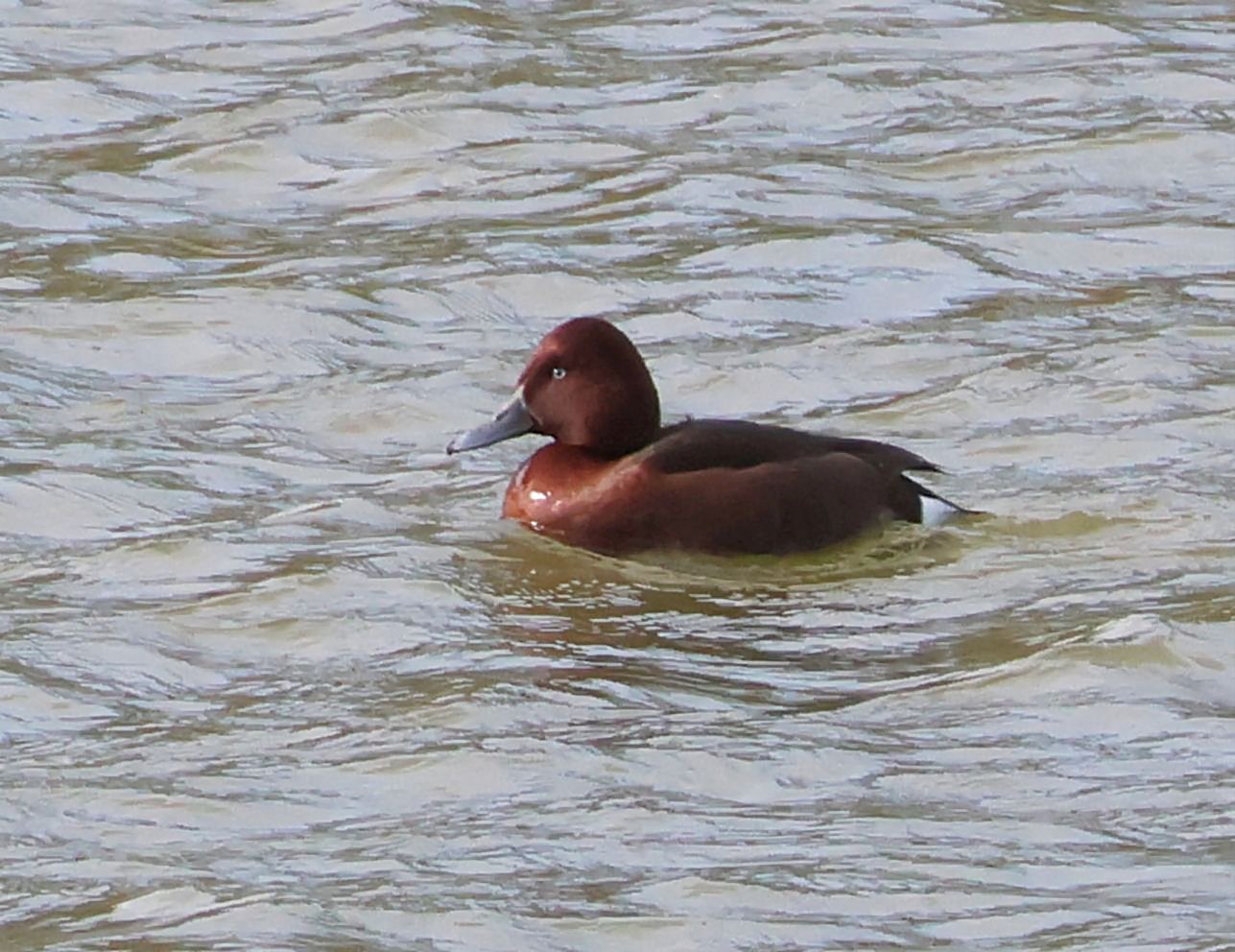Ferruginous Duck