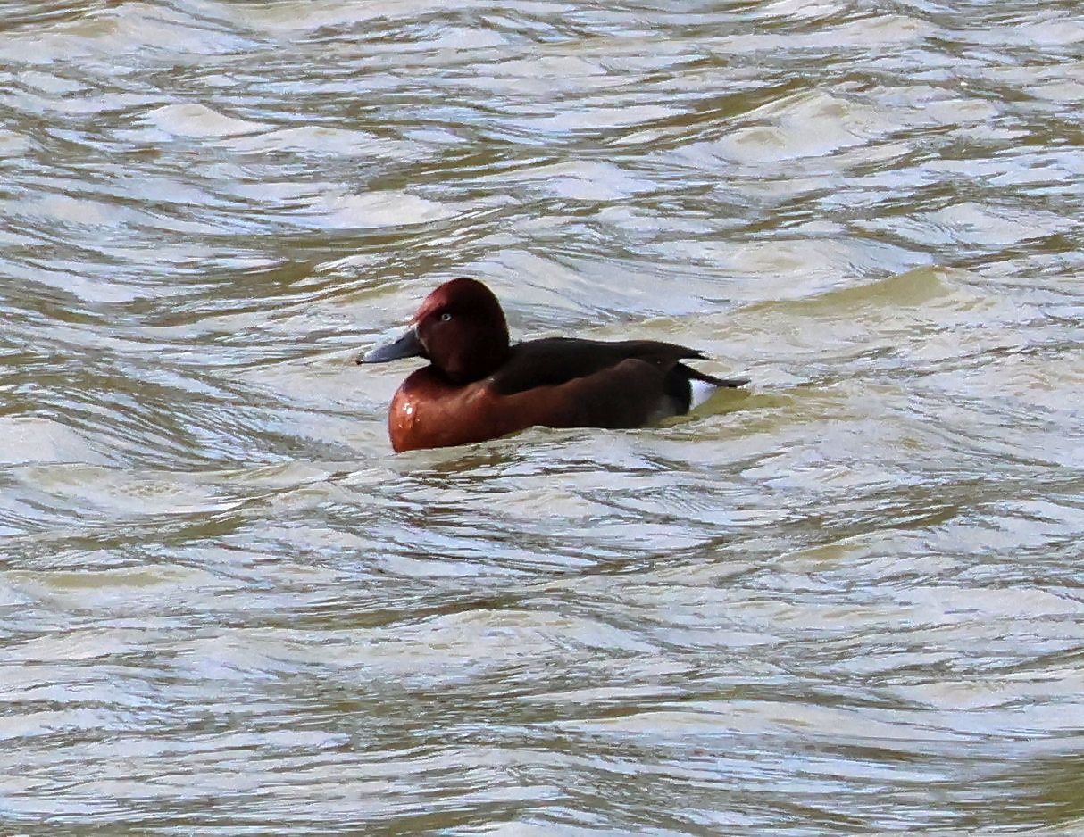 Ferruginous Duck