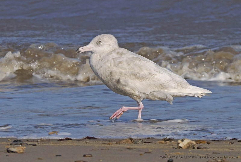 Glaucous Gull