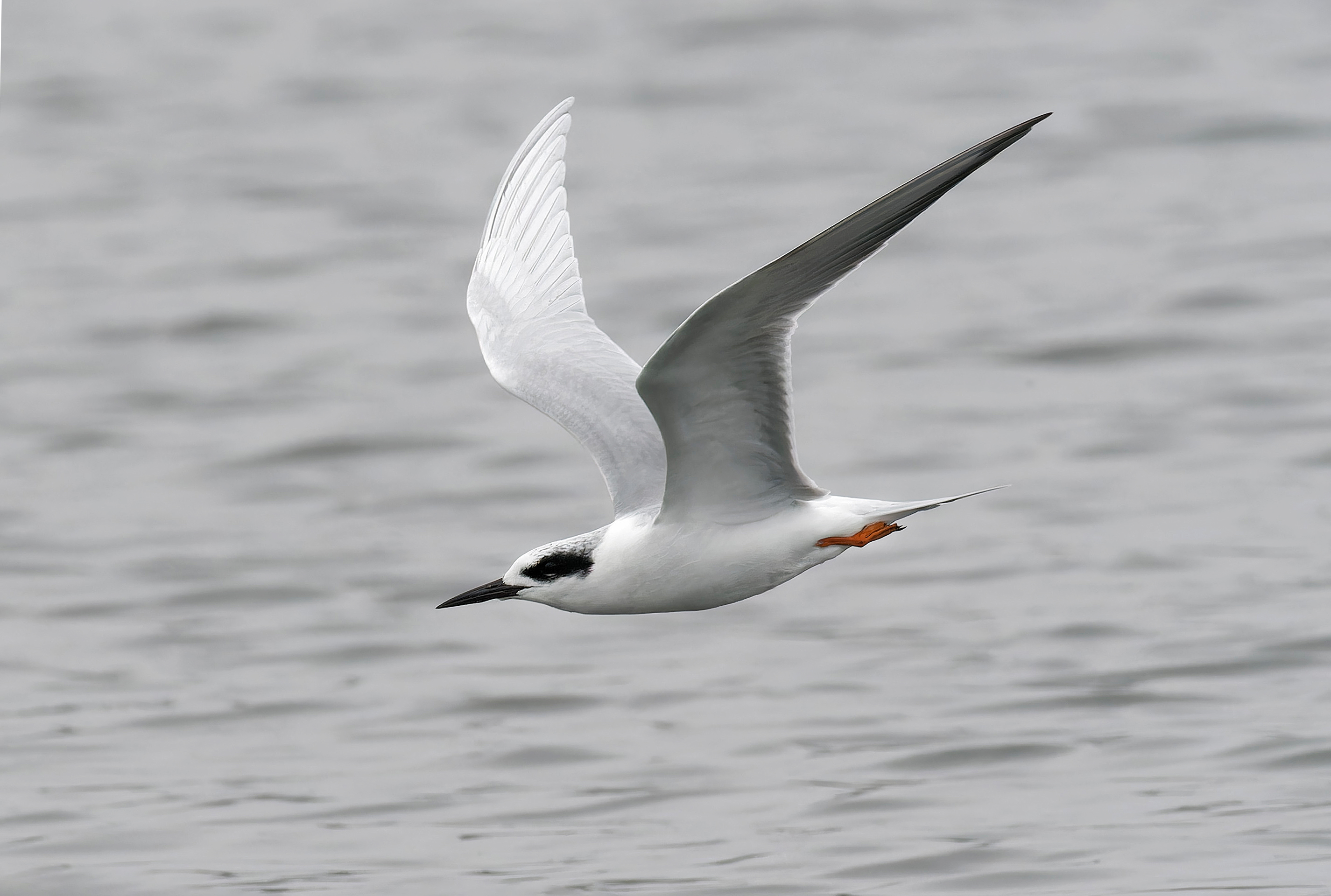Forster's Tern