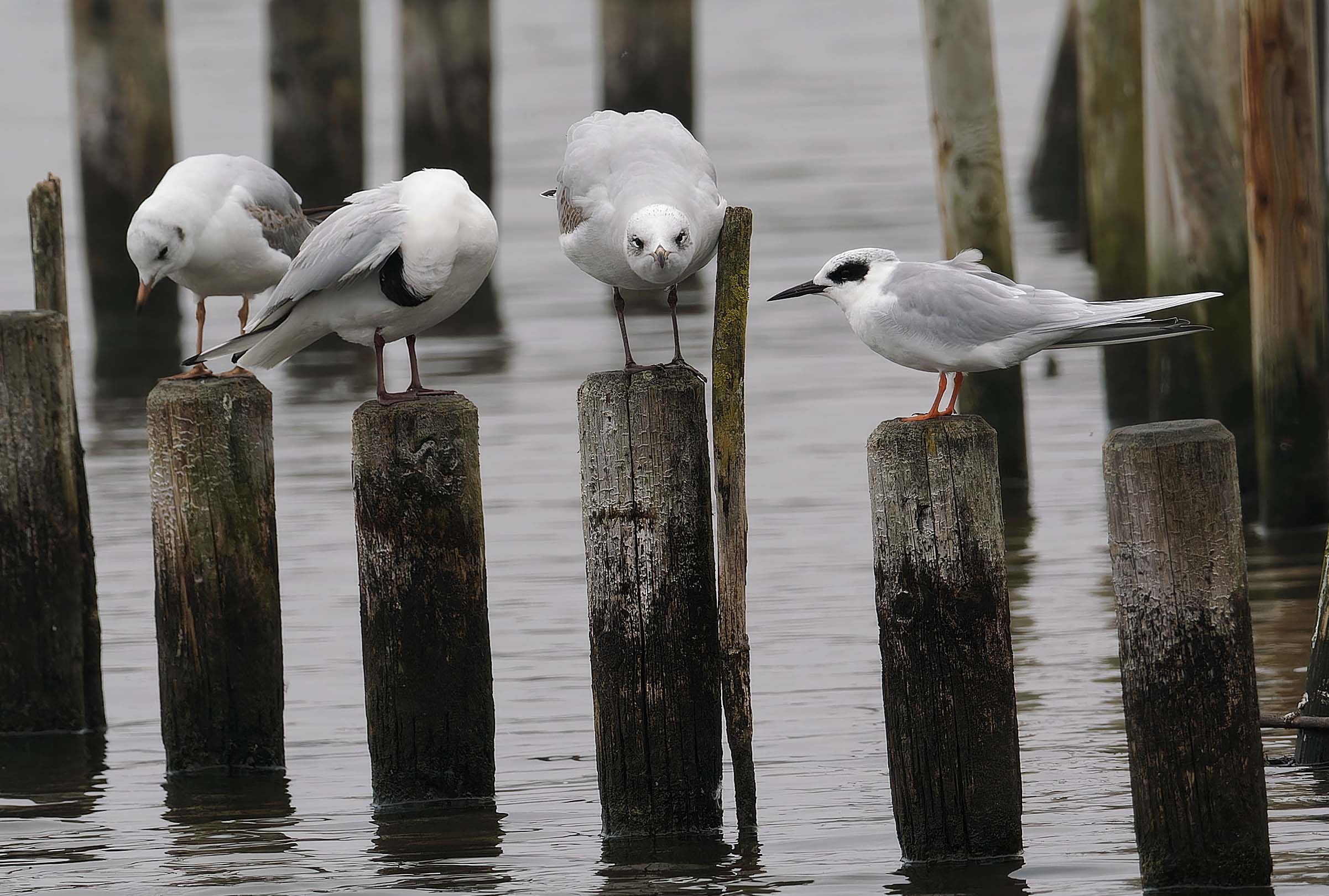 Forster's Tern